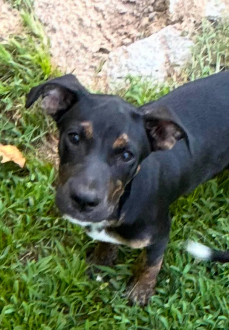 A baby medium-sized male Mixed Breed dog named Franklin for adoption in Northwood, NH