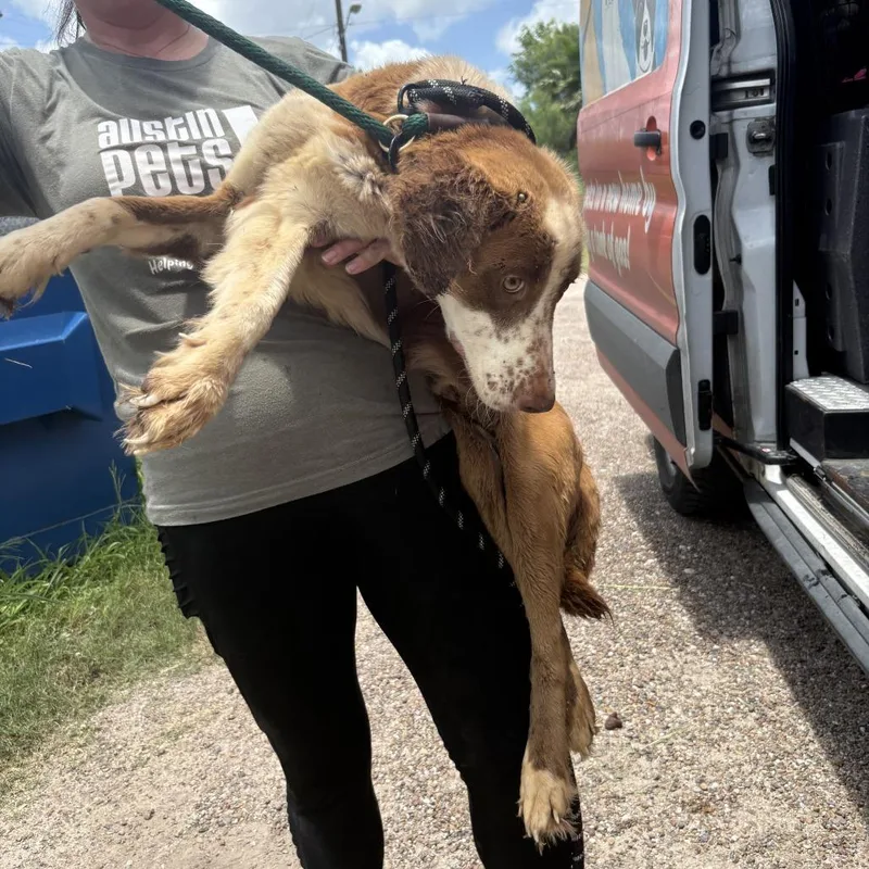 An adult medium-sized male Red / Chestnut / Orange Mixed Breed dog named Paul for adoption in Austin, TX
