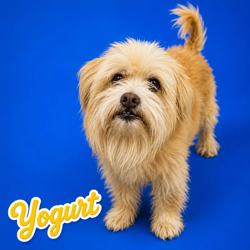 Yogurt