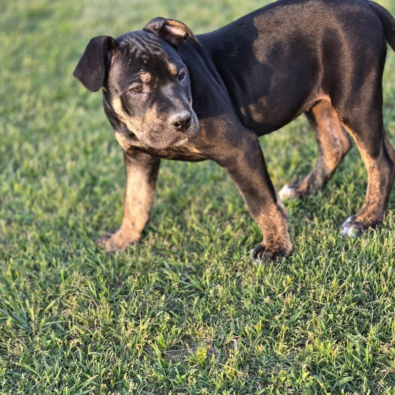 A young large-sized female Black Catahoula Leopard Dog dog named Moon pie for adoption in Sheridan, AR