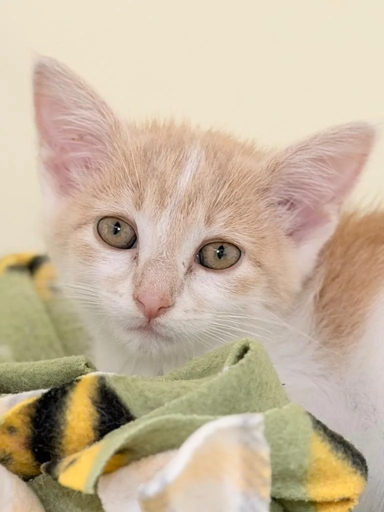A baby medium-sized female Domestic Short Hair cat named Chomp for adoption in Menomonie, WI