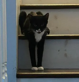 An adult large-sized female Domestic Short Hair cat named Calligraphy for adoption in Chamblee, GA
