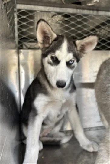 A baby small-sized female Siberian Husky dog named Bubbles for adoption in Fairfield, CA
