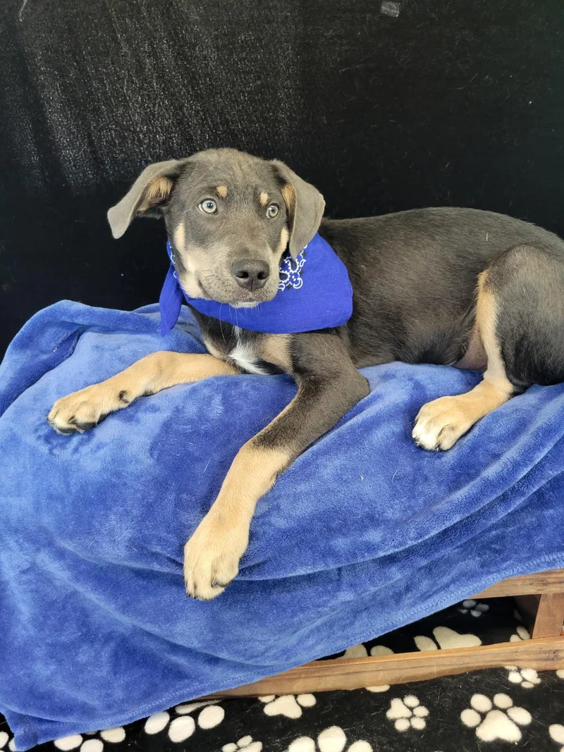 A baby medium-sized male Brown / Chocolate Retriever dog named Quade SS for adoption in South Portland, ME