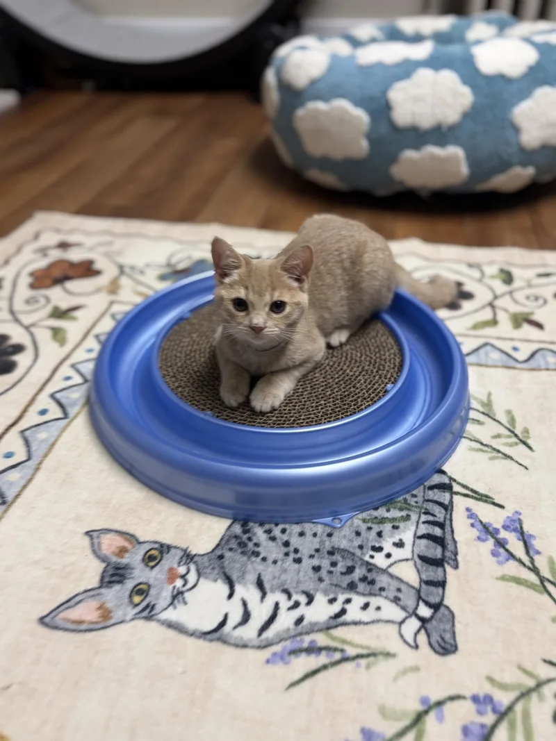 A baby medium-sized female Tabby (Buff / Tan / Fawn) Domestic Short Hair cat named Socks for adoption in Greensburg, PA