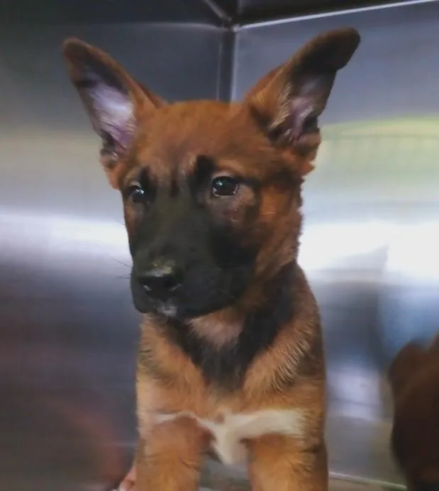 A young small-sized female German Shepherd Dog dog named Maggie for adoption in Los Angeles, CA