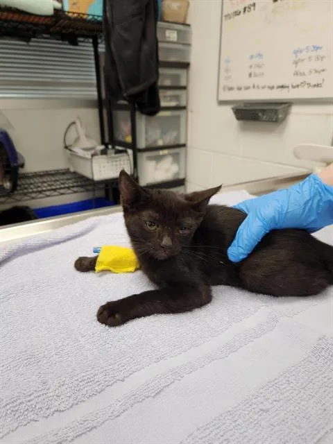 A baby small-sized female Domestic Short Hair cat named Cartier for adoption in Albuquerque, NM