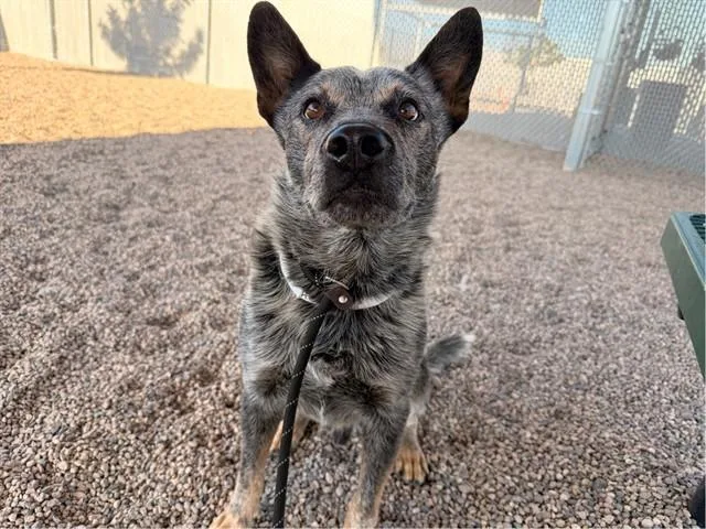 A young large-sized male Australian Cattle Dog / Blue Heeler dog named Jaxon for adoption in Mesa, AZ
