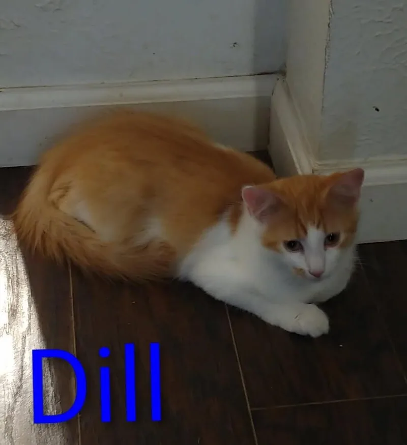 Dill
