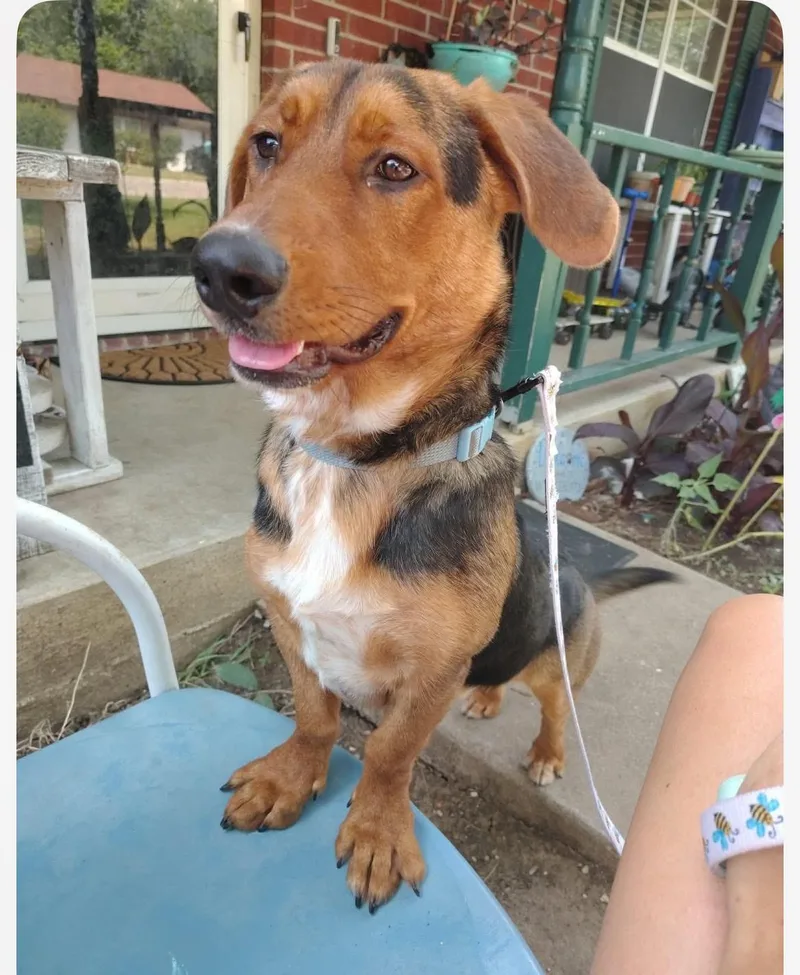 A young medium-sized male Brown / Chocolate Basset Hound dog named Onyx cs for adoption in Columbia, MD