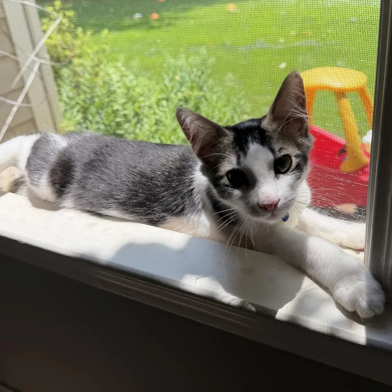 A baby small-sized male Domestic Short Hair cat named Blueberry for adoption in Cumming, GA