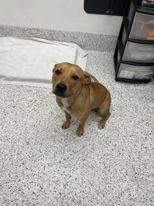 An adult medium-sized female Pit Bull Terrier dog named Annie for adoption in Atlanta, GA