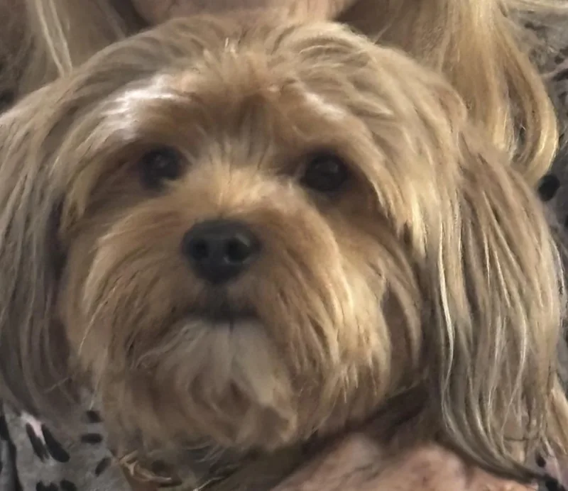 A young small-sized male Brown / Chocolate Yorkshire Terrier dog named Frisco for adoption in Phoenix, AZ