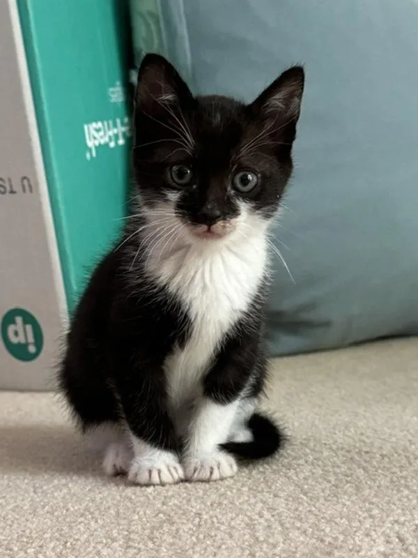 A baby small-sized male Domestic Short Hair cat named Dash for adoption in Novato, CA
