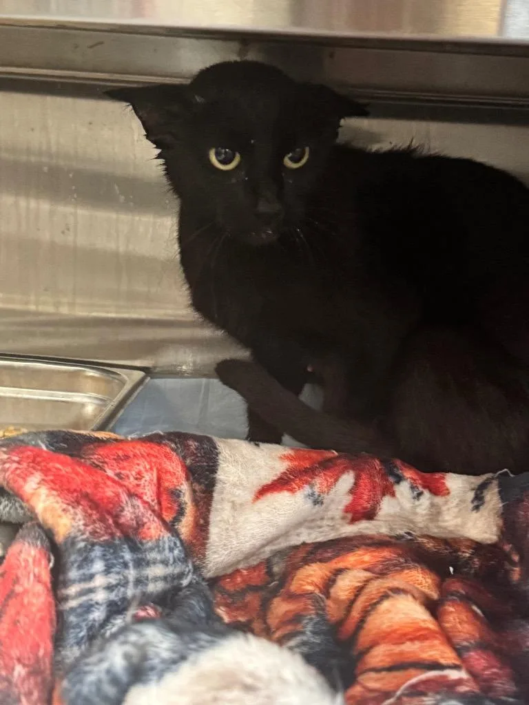 A young medium-sized female Domestic Short Hair cat named Honey Boo Boo for adoption in Shelbyville, TN