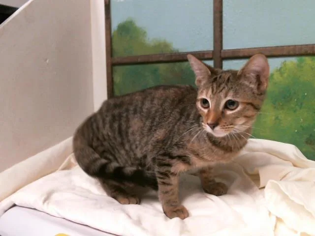 A baby small-sized female Domestic Short Hair cat named Madison for adoption in Houston, TX
