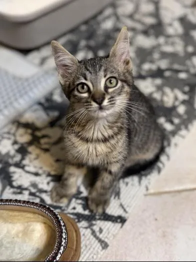 A baby small-sized female Tabby (Brown / Chocolate) Domestic Short Hair cat named Sofi for adoption in Liverpool, TX