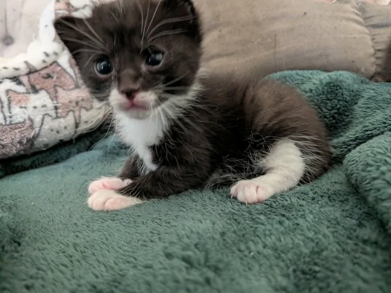 A baby medium-sized male Black & White / Tuxedo Tuxedo cat named Crescent for adoption in Wadsworth, IL