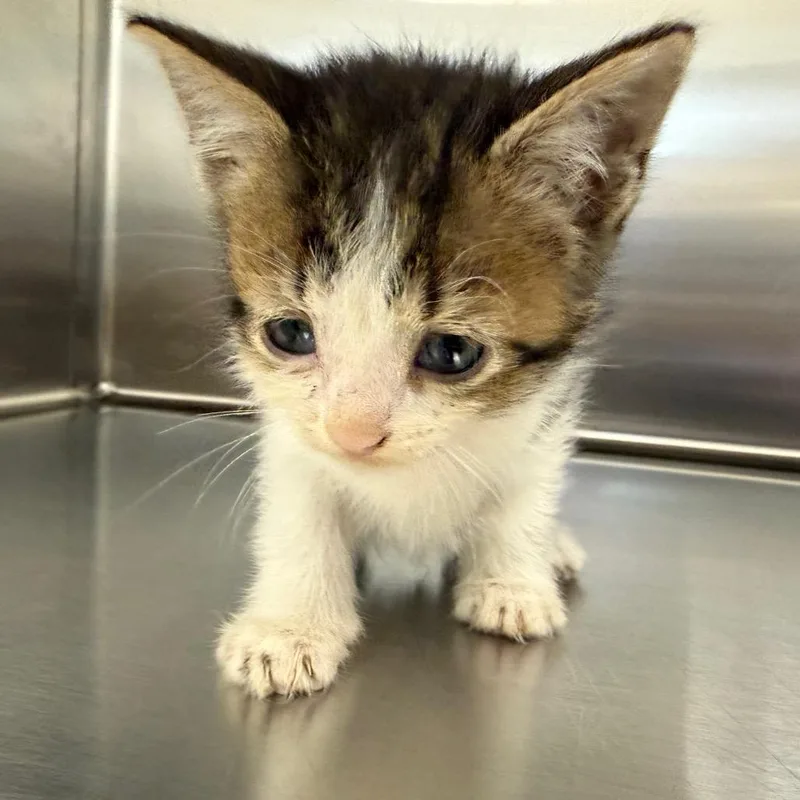 A baby small-sized male White Domestic Short Hair cat named Zeke for adoption in Marshall, TX