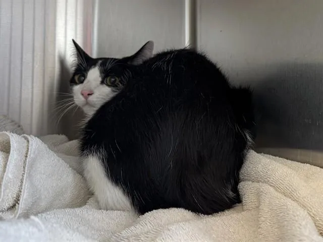 A young small-sized male Domestic Short Hair cat named Stargazer for adoption in Colorado Springs, CO