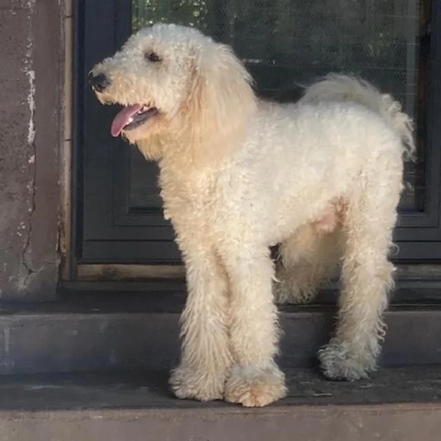 Milo