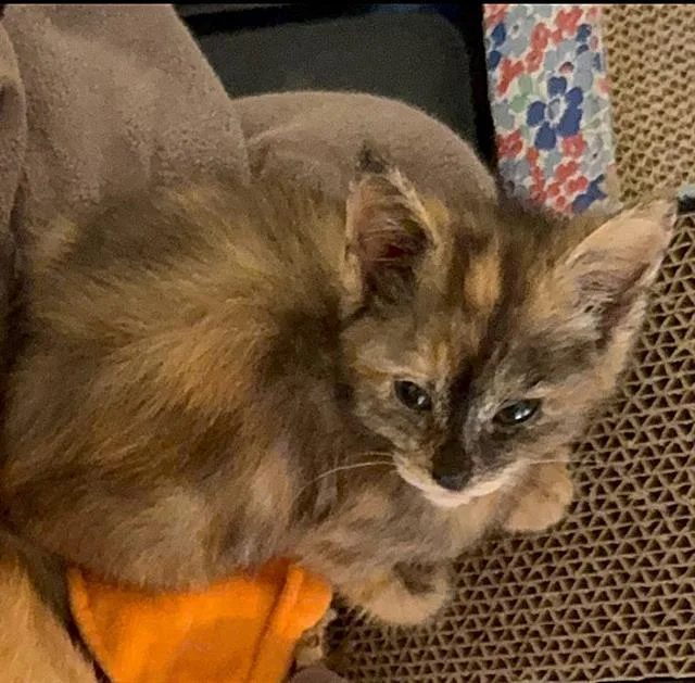 A baby small-sized female Domestic Short Hair cat named Annie for adoption in Sacramento, CA