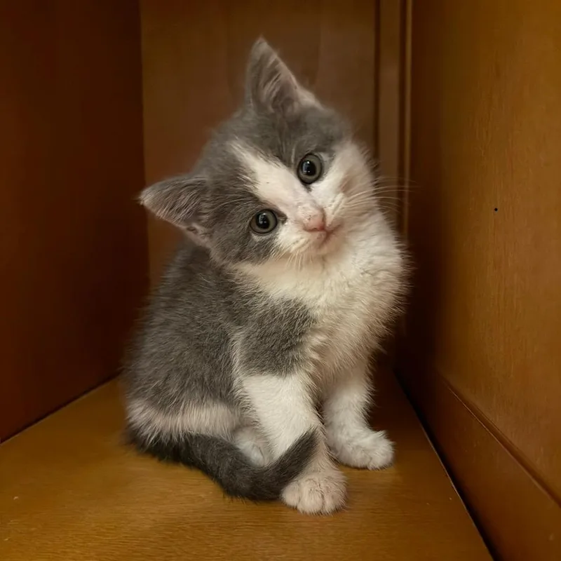 A baby small-sized female Gray / Blue / Silver Domestic Short Hair cat named Smoothie for adoption in Reisterstown, MD