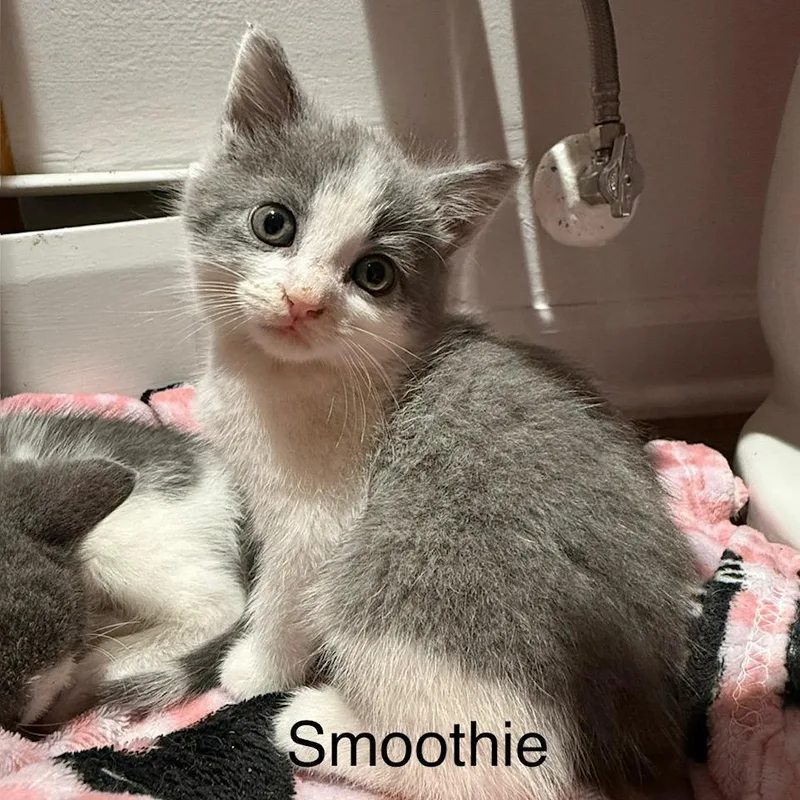 Smoothie thumbnail 2