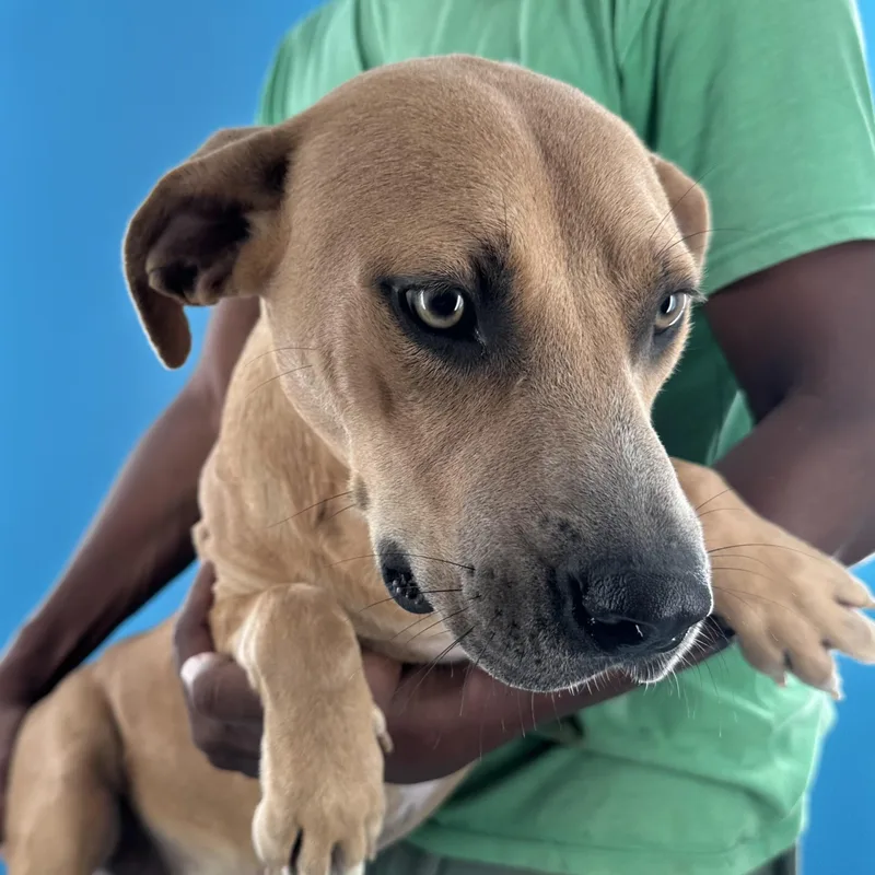 A young medium-sized male Yellow / Tan / Blond / Fawn Labrador Retriever dog named Bradley Local August for adoption in Brookshire, TX