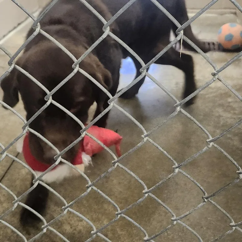 A senior medium-sized male Brown / Chocolate Chocolate Labrador Retriever dog named Ruger for adoption in Muncie, IN