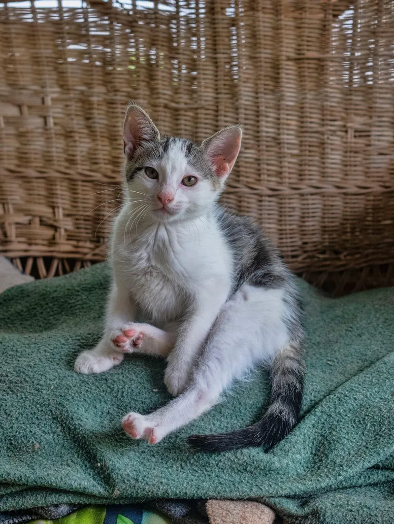 A baby small-sized female Tabby (Brown / Chocolate) Domestic Short Hair cat named Shelby for adoption in East Point, GA