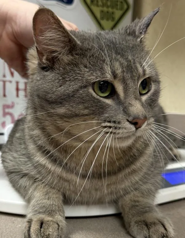 An adult small-sized male Domestic Short Hair cat named Bond for adoption in Salisbury, MD
