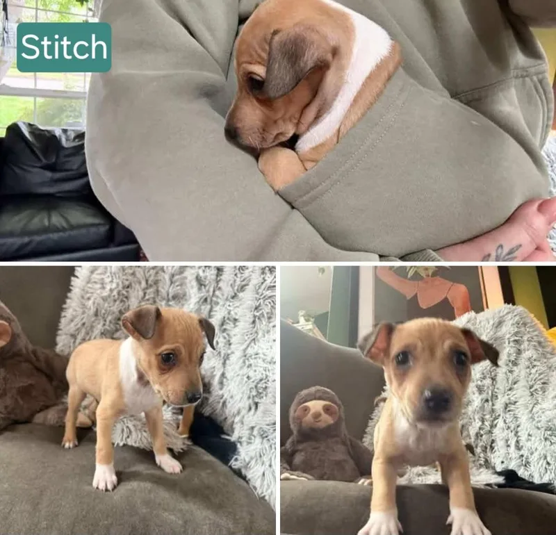 A baby small-sized male Chihuahua dog named Stitch for adoption in Tacoma, WA