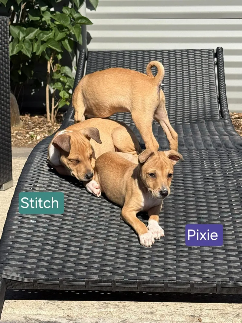 Stitch thumbnail 3