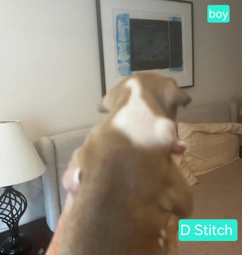 Stitch thumbnail 2
