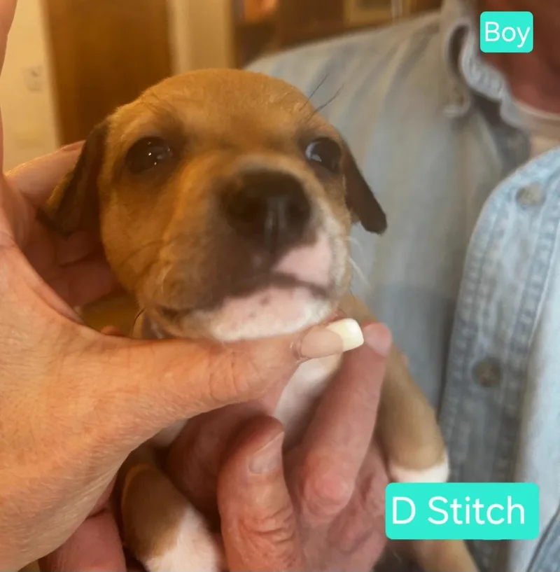 Stitch thumbnail 3