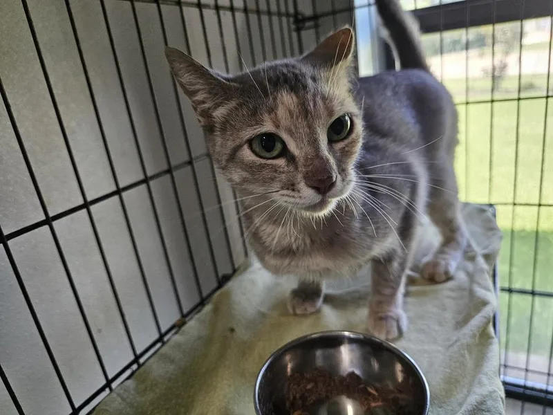 An adult medium-sized female Domestic Short Hair cat named Emmy for adoption in Bossier City, LA