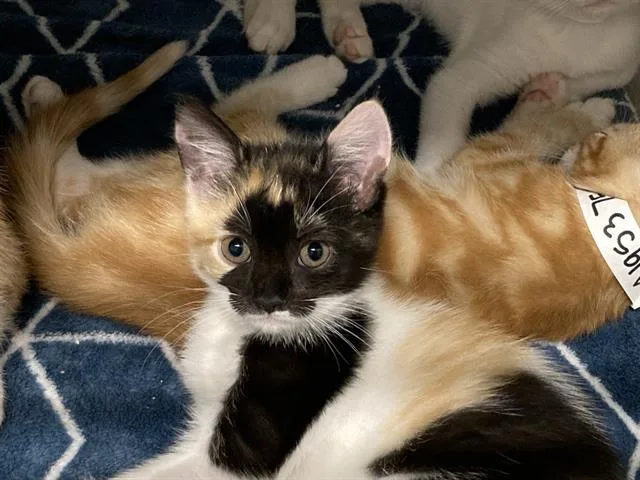 A baby small-sized female Domestic Short Hair cat named Soup for adoption in Tustin, CA