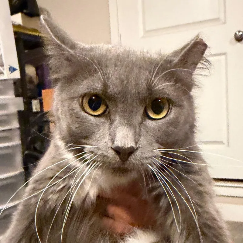 An adult small-sized female Gray / Blue / Silver Domestic Medium Hair cat named June for adoption in Midland, TX