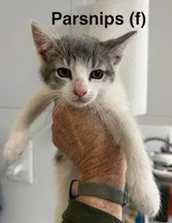 A baby medium-sized female Domestic Short Hair cat named Parsnips for adoption in Saugerties, NY