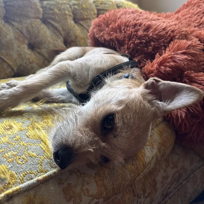 A young small-sized female Apricot / Beige Jack Russell Terrier dog named Theodora for adoption in Carlsbad, CA
