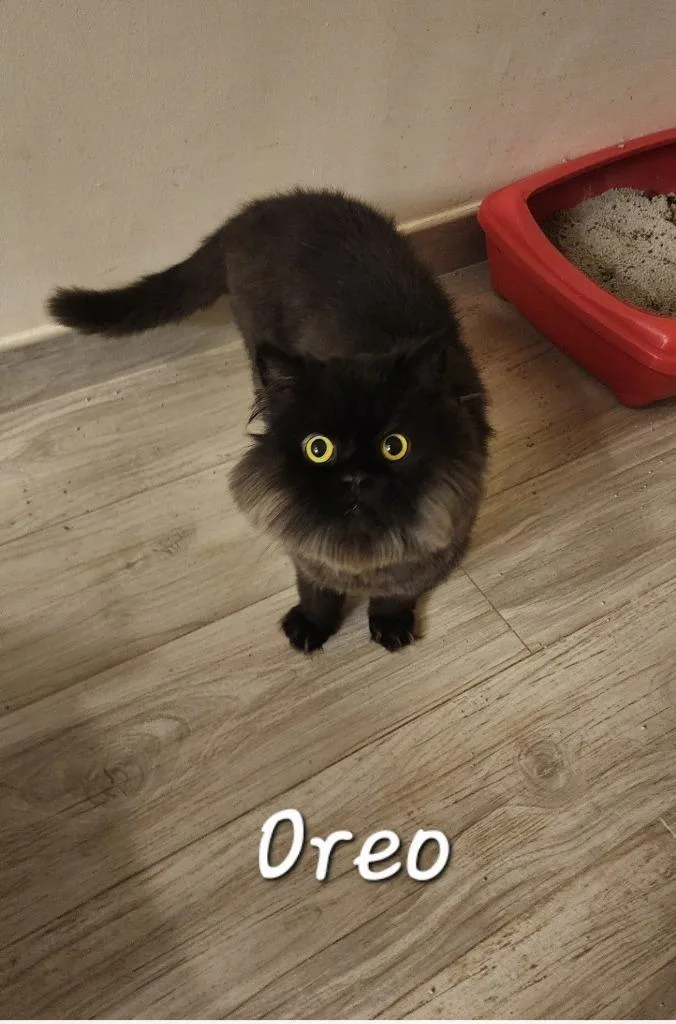 An adult medium-sized male Persian cat named Oreo Ll for adoption in Lunenburg, MA