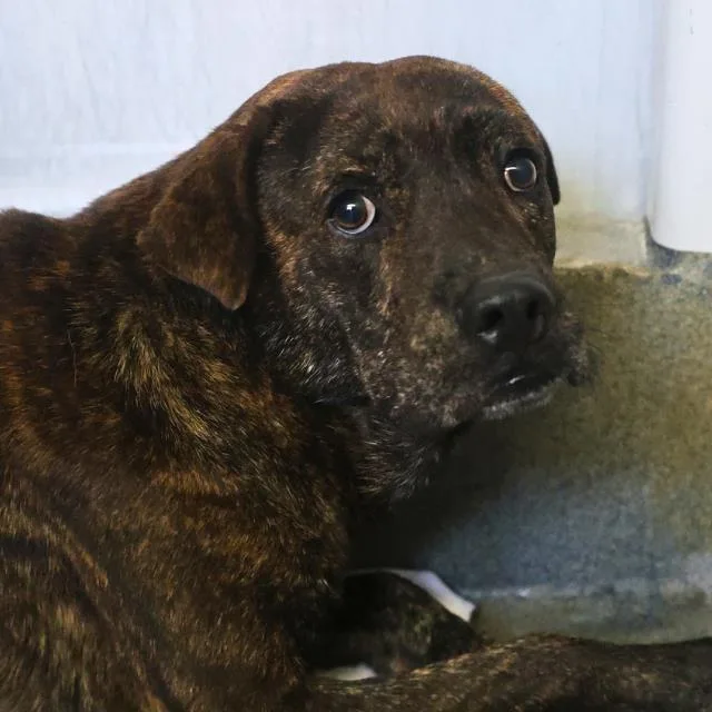 An adult large-sized male Labrador Retriever dog named Manny for adoption in San Antonio, TX