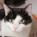 An adult large-sized male Black & White / Tuxedo Domestic Short Hair cat named Bashair for adoption in Hilliard, OH