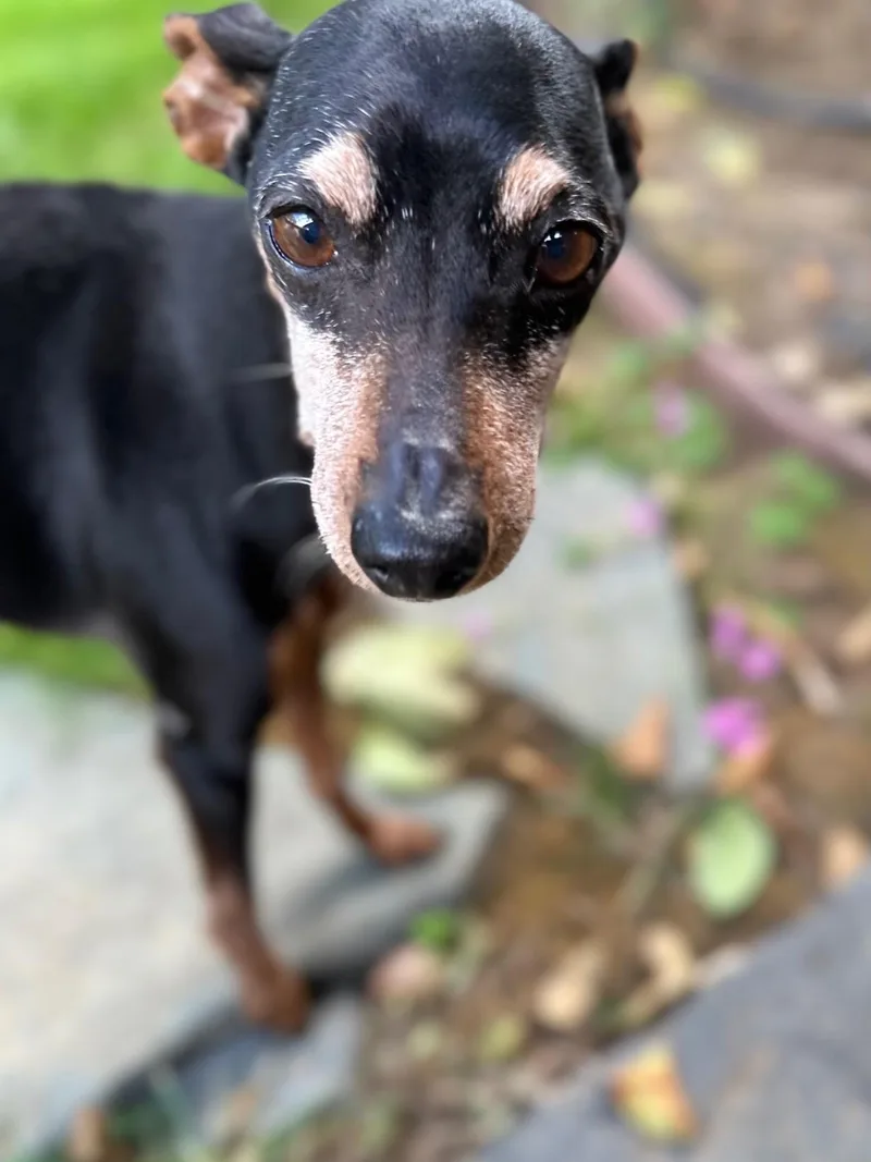 An adult small-sized female Bicolor Miniature Pinscher dog named Pearl for adoption in Sacramento, CA