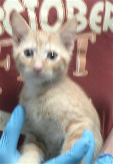 A baby small-sized male Domestic Short Hair cat named A for adoption in Oklahoma City, OK