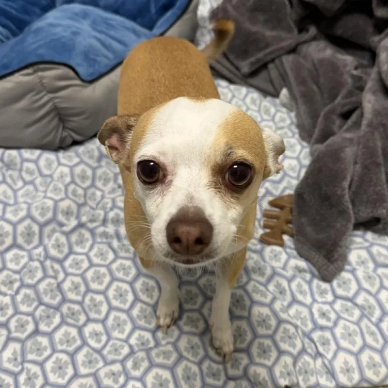 An adult small-sized male Yellow / Tan / Blond / Fawn Chihuahua dog named Peanut for adoption in Gloucester, VA