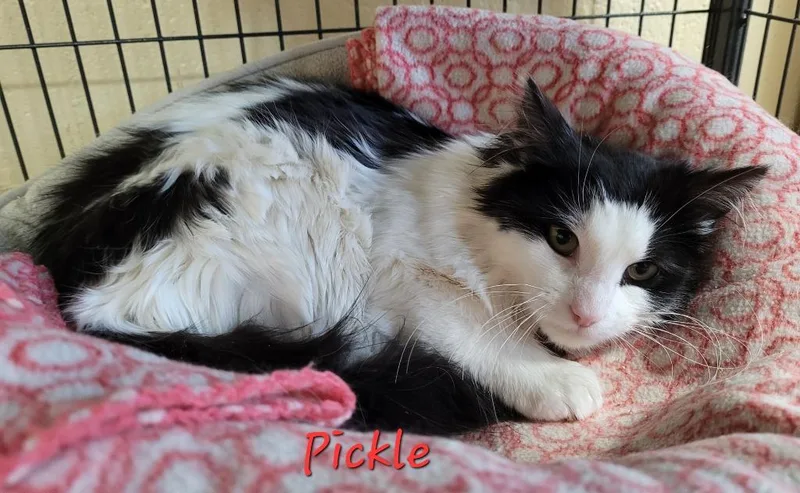 An adult medium-sized female Domestic Long Hair cat named Pickle for adoption in Cedar Rapids, IA