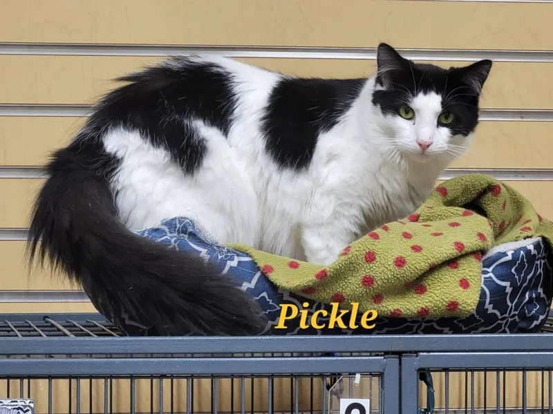 Pickle thumbnail 2