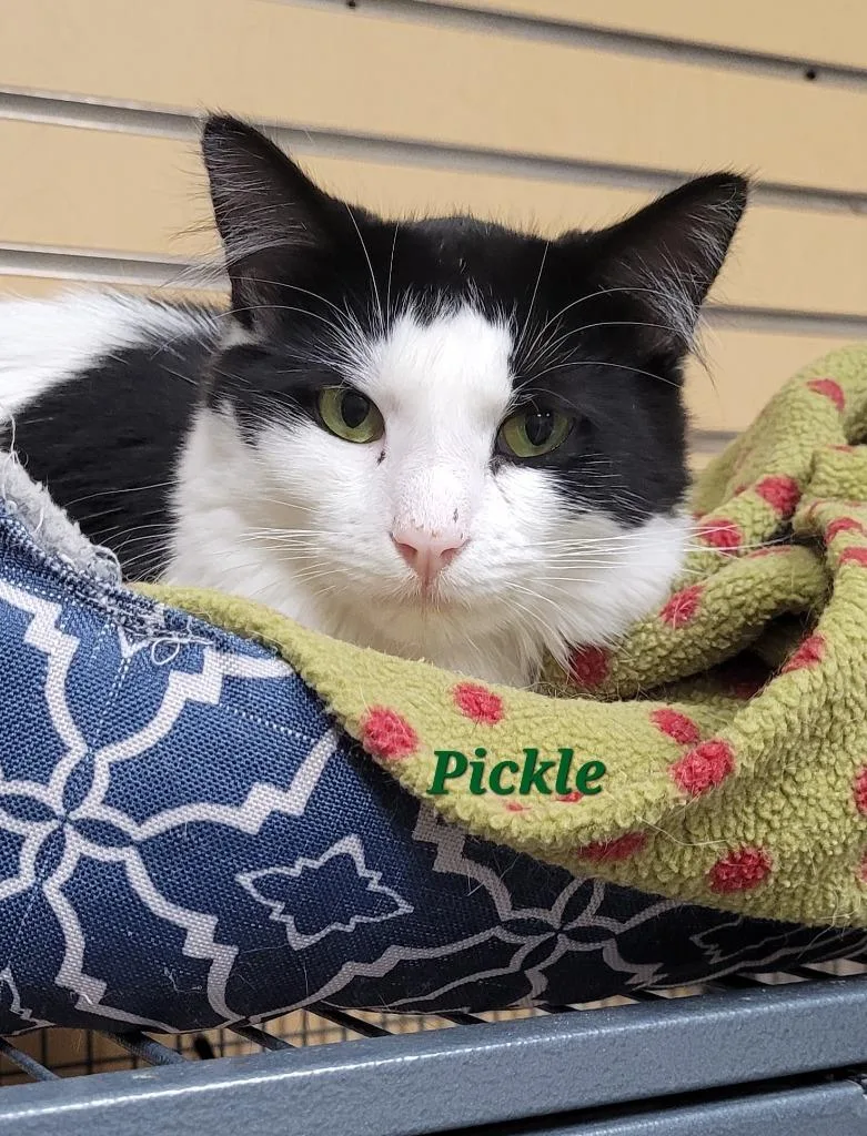 Pickle thumbnail 3